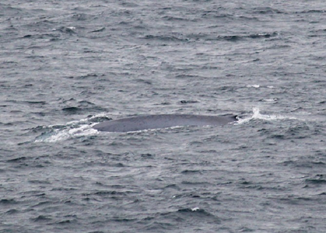 Blue Whale Sighting Leaves Scientists Elated - Techie News