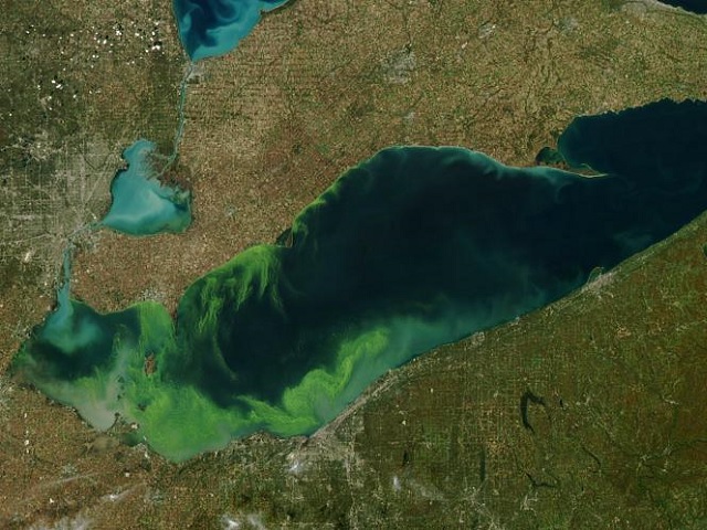 Non-profit organisations propose solutions to stop toxic algal blooms