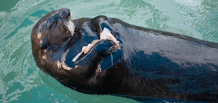 Vancouver Aquarium rescues injured adult male sea otter