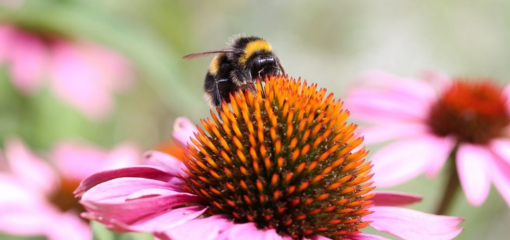 'Get Bristol Buzzing' initiative sees pollinator-friendly planters installed in Bristol