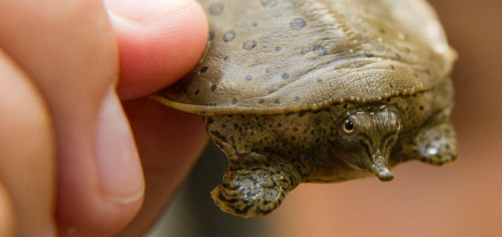 Upper Thames River Conservation Authority turtle team reports bumper year